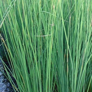 JUNCUS GREGIFLORUS WIWI