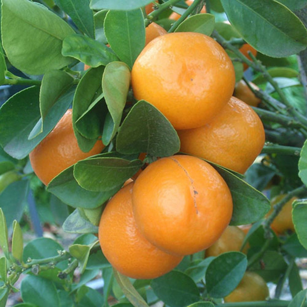 KUMQUAT MEIWA 4.7L