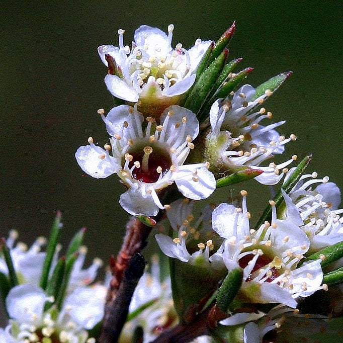 KUNZEA ERICOIDES KANUKA