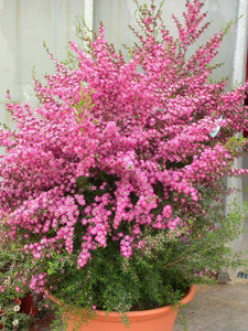 LEPTOSPERMUM TICKLED PINK 3.3L