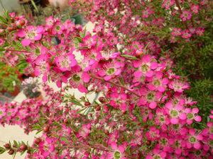 LEPTOSPERMUM TICKLED PINK 3.3L