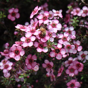 LEPTOSPERMUM GALAXY CENTAURUS 3.5L