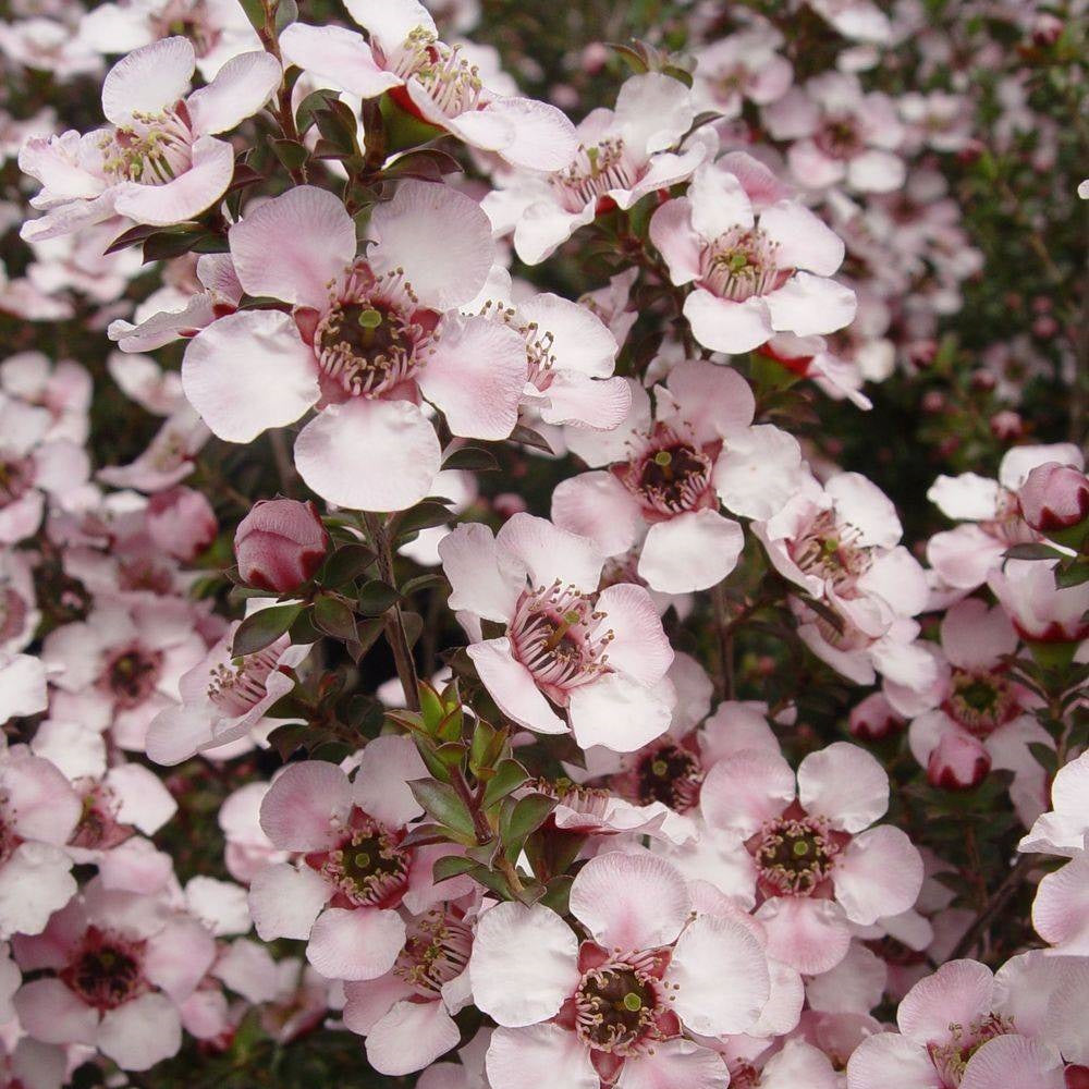 LEPTOSPERMUM GALAXY ANDROMEDA 3.5L