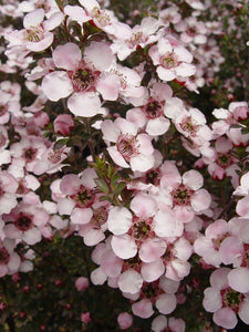 LEPTOSPERMUM GALAXY ANDROMEDA 3.5L