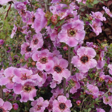 Load image into Gallery viewer, LEPTOSPERMUM GALAXY PHOENIX 3.5L
