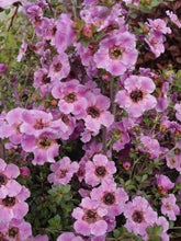 Load image into Gallery viewer, LEPTOSPERMUM GALAXY PHOENIX 3.5L
