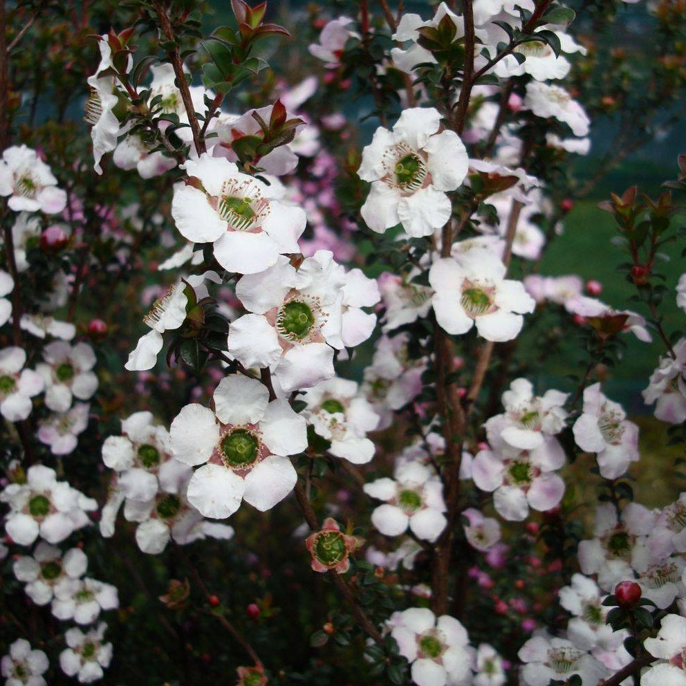 LEPTOSPERMUM GALAXY CYGNUS 3.3L