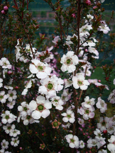 LEPTOSPERMUM GALAXY CYGNUS 3.3L