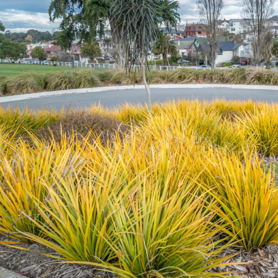 LIBERTIA GRANDIFLORA FIELDS OF GOLD 2.5L