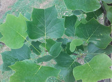 Load image into Gallery viewer, LIRIODENDRON ARNOLD TULIP TREE PB28
