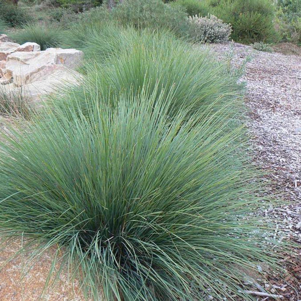 LOMANDRA FROSTY TOPS 2.5L