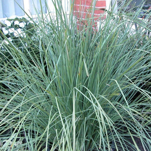 LOMANDRA NYALLA 1.3L