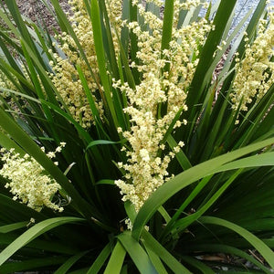 LOMANDRA TITAN 3.3L