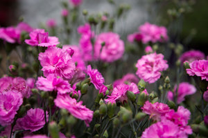 DIANTHUS MAGNIFI-SCENT CANDY FLOSS MAUVE 14CM