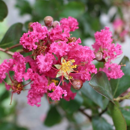 LAGERSTROEMIA INDICA