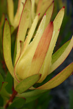 Load image into Gallery viewer, LEUCADENDRON INCA GOLD 1.5L
