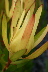 LEUCADENDRON INCA GOLD 1.5L