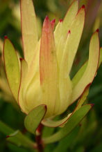 Load image into Gallery viewer, LEUCADENDRON INCA GOLD 1.5L
