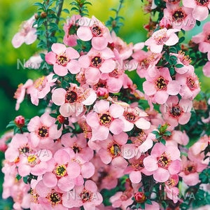 LEPTOSPERMUM GALAXY MAGELLAN 3.5L