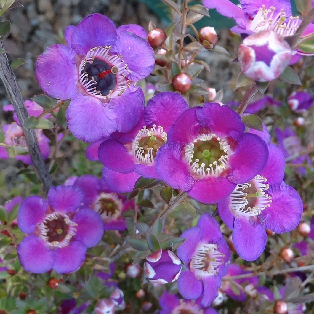 LEPTOSPERMUM DARK NIGHT 3.3L