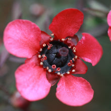 Load image into Gallery viewer, LEPTOSPERMUM WIRI DONNA 4.0L
