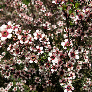 LEPTOSPERMUM NANUM KEA 1.5L