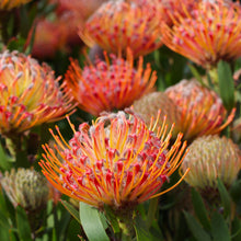 Load image into Gallery viewer, LEUCOSPERMUM SCARLET RIBBONS 2.5L
