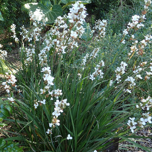 LIBERTIA FORMOSA 1.9L