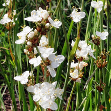 Load image into Gallery viewer, LIBERTIA GRANDIFLORA MIKOIKOI 1.9L
