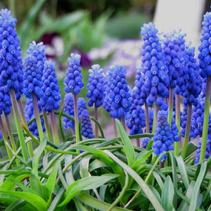 MUSCARI EARLY GIANT 10PK