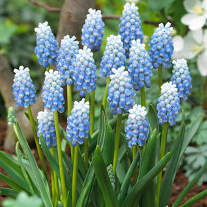 MUSCARI PEPPERMINT 5PK