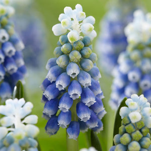 MUSCARI TOUCH OF SNOW 10PK