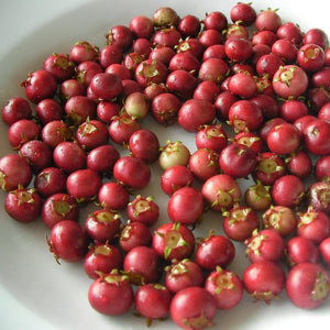 MYRTUS UGNI NZ CRANBERRY CHILEAN GUAVA 2.5L