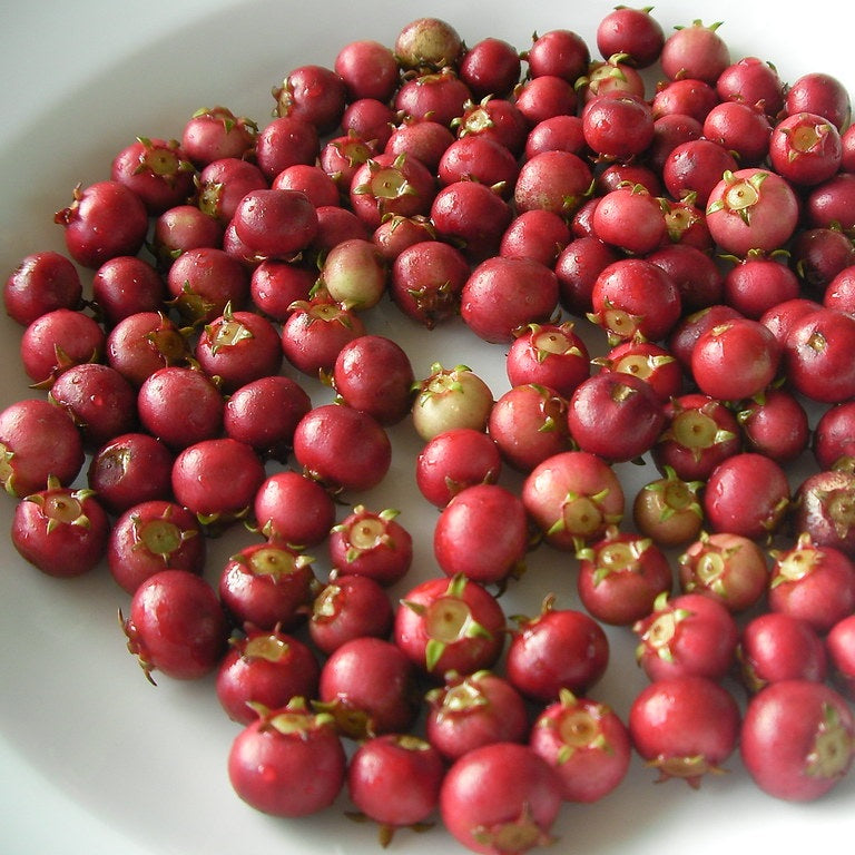 MYRTUS UGNI NZ CRANBERRY CHILEAN GUAVA 1.9L