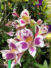 Load image into Gallery viewer, ALSTROEMERIA INCA MAGIC 2.5L
