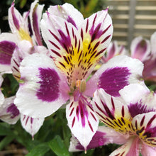 Load image into Gallery viewer, ALSTROEMERIA INCA MAGIC 2.5L
