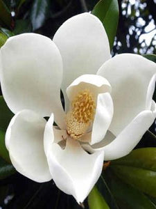 MAGNOLIA GRANDIFLORA BLANCHARD