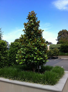 MAGNOLIA GRANDIFLORA TEDDY BEAR 2.5L