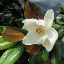 Load image into Gallery viewer, MAGNOLIA GRANDIFLORA TEDDY BEAR 2.5L
