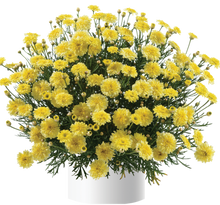 Load image into Gallery viewer, ARGYRANTHEMUM ANGELIC MAIZE 2.5L
