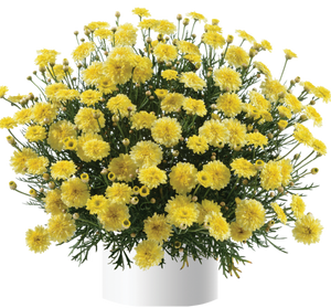 ARGYRANTHEMUM ANGELIC MAIZE 2.5L