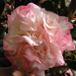 CAMELLIA JAPONICA MARGARET DAVIS 4.0L