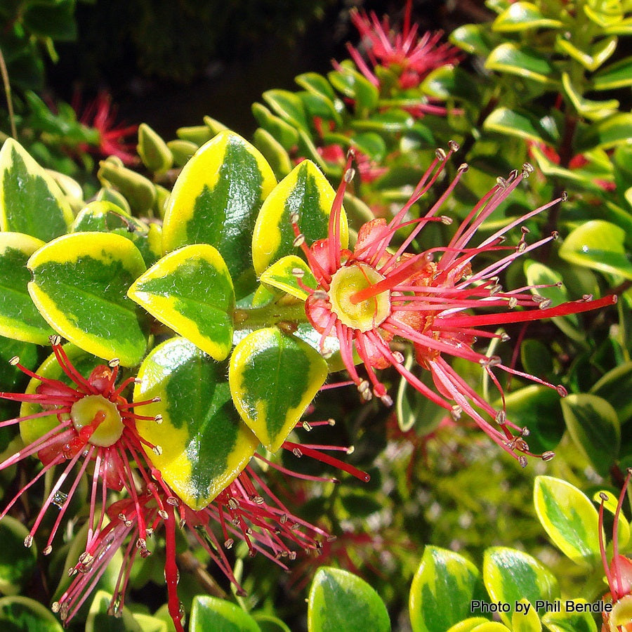 METROSIDEROS CARMINEA CAROUSEL 3.3L