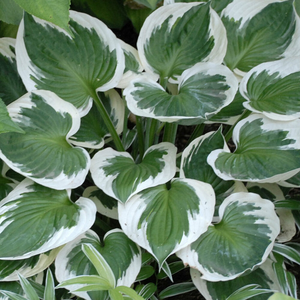 HOSTA MINUTEMAN 2.0L