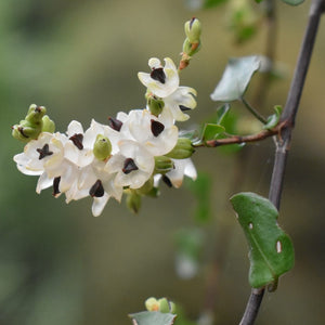 MUEHLENBECKIA COMPLEXA SCRAMBLING POHUEHUE 1.0L