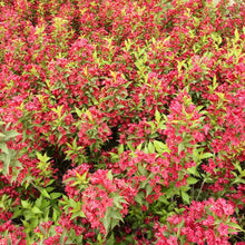 Load image into Gallery viewer, WEIGELA FLORIDA NEWPORT RED 4.5L
