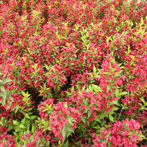 WEIGELA FLORIDA NEWPORT RED 4.5L