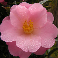 Load image into Gallery viewer, CAMELLIA HYBRID NICKY CRISP 4.0L
