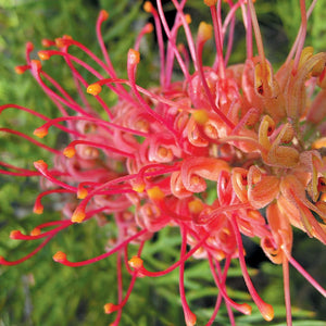 GREVILLEA SUPERBA