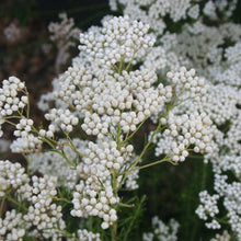 Load image into Gallery viewer, OZOTHAMNUS SPRINGTIME WHITE 1.5L
